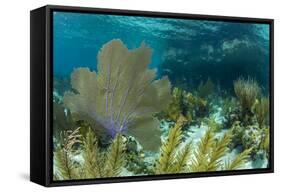 Colorful Soft and Hard Corals Shine , a Coral Reef of Staniel Cay, Bahamas-James White-Framed Stretched Canvas