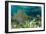 Colorful Soft and Hard Corals Shine , a Coral Reef of Staniel Cay, Bahamas-James White-Framed Photographic Print