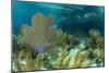 Colorful Soft and Hard Corals Shine , a Coral Reef of Staniel Cay, Bahamas-James White-Mounted Photographic Print
