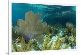 Colorful Soft and Hard Corals Shine , a Coral Reef of Staniel Cay, Bahamas-James White-Framed Photographic Print