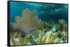 Colorful Soft and Hard Corals Shine , a Coral Reef of Staniel Cay, Bahamas-James White-Framed Stretched Canvas