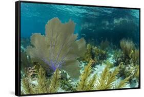 Colorful Soft and Hard Corals Shine , a Coral Reef of Staniel Cay, Bahamas-James White-Framed Stretched Canvas