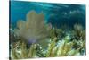 Colorful Soft and Hard Corals Shine , a Coral Reef of Staniel Cay, Bahamas-James White-Stretched Canvas