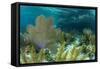 Colorful Soft and Hard Corals Shine , a Coral Reef of Staniel Cay, Bahamas-James White-Framed Stretched Canvas