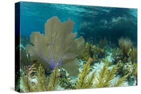 Colorful Soft and Hard Corals Shine , a Coral Reef of Staniel Cay, Bahamas-James White-Stretched Canvas