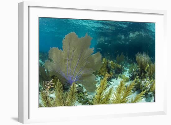 Colorful Soft and Hard Corals Shine , a Coral Reef of Staniel Cay, Bahamas-James White-Framed Photographic Print