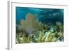 Colorful Soft and Hard Corals Shine , a Coral Reef of Staniel Cay, Bahamas-James White-Framed Photographic Print