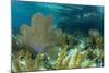 Colorful Soft and Hard Corals Shine , a Coral Reef of Staniel Cay, Bahamas-James White-Mounted Photographic Print