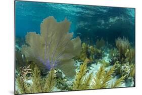 Colorful Soft and Hard Corals Shine , a Coral Reef of Staniel Cay, Bahamas-James White-Mounted Photographic Print