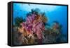 Colorful Soft Corals Adorn the Stunning Reefs of Southern Raja Ampat-null-Framed Stretched Canvas