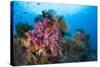 Colorful Soft Corals Adorn the Stunning Reefs of Southern Raja Ampat-null-Stretched Canvas