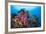 Colorful Soft Corals Adorn the Stunning Reefs of Southern Raja Ampat-null-Framed Photographic Print