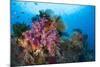 Colorful Soft Corals Adorn the Stunning Reefs of Southern Raja Ampat-null-Mounted Photographic Print