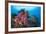 Colorful Soft Corals Adorn the Stunning Reefs of Southern Raja Ampat-null-Framed Photographic Print