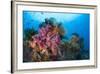 Colorful Soft Corals Adorn the Stunning Reefs of Southern Raja Ampat-null-Framed Photographic Print