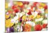 Colorful Spring (3)-Incredi-Mounted Giclee Print