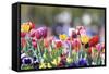 Colorful Spring (4)-Incredi-Framed Stretched Canvas