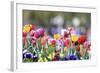 Colorful Spring (4)-Incredi-Framed Giclee Print