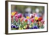 Colorful Spring (4)-Incredi-Framed Giclee Print