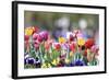 Colorful Spring (4)-Incredi-Framed Giclee Print