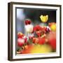 Colorful Spring (5)-Incredi-Framed Giclee Print