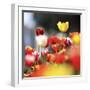 Colorful Spring (5)-Incredi-Framed Giclee Print