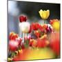 Colorful Spring (5)-Incredi-Mounted Giclee Print