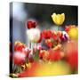 Colorful Spring (5)-Incredi-Stretched Canvas