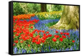 Colorful Spring Flowers in Dutch Spring Garden 'Keukenhof' in Holland-dzain-Framed Stretched Canvas