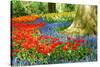Colorful Spring Flowers in Dutch Spring Garden 'Keukenhof' in Holland-dzain-Stretched Canvas