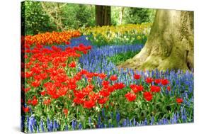 Colorful Spring Flowers in Dutch Spring Garden 'Keukenhof' in Holland-dzain-Stretched Canvas