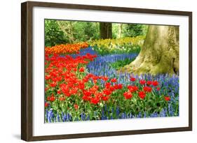 Colorful Spring Flowers in Dutch Spring Garden 'Keukenhof' in Holland-dzain-Framed Photographic Print