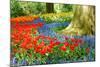 Colorful Spring Flowers in Dutch Spring Garden 'Keukenhof' in Holland-dzain-Mounted Photographic Print