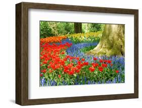 Colorful Spring Flowers in Dutch Spring Garden 'Keukenhof' in Holland-dzain-Framed Photographic Print