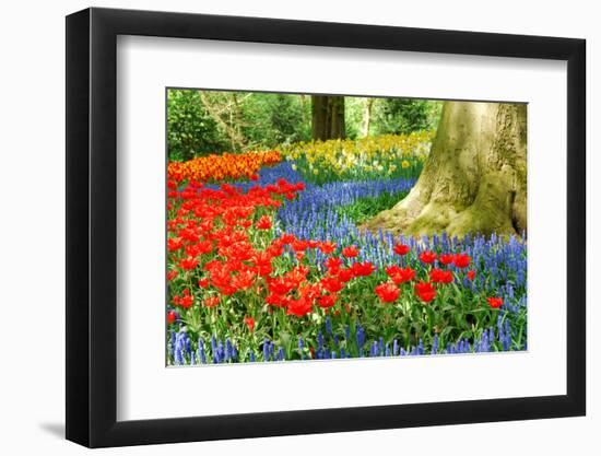 Colorful Spring Flowers in Dutch Spring Garden 'Keukenhof' in Holland-dzain-Framed Photographic Print