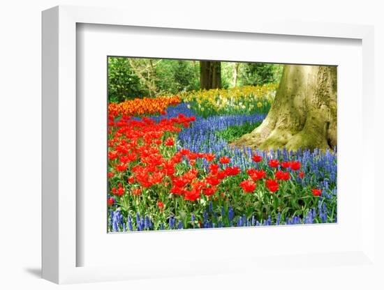 Colorful Spring Flowers in Dutch Spring Garden 'Keukenhof' in Holland-dzain-Framed Photographic Print