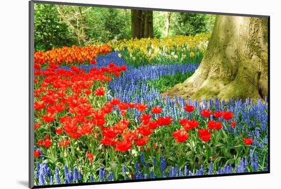 Colorful Spring Flowers in Dutch Spring Garden 'Keukenhof' in Holland-dzain-Mounted Photographic Print