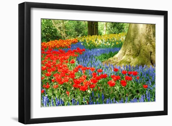 Colorful Spring Flowers in Dutch Spring Garden 'Keukenhof' in Holland-dzain-Framed Photographic Print