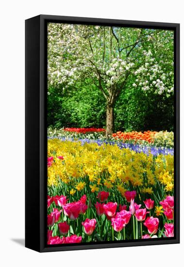 Colorful Springflowers and Blossom in Dutch Spring Garden 'Keukenhof' in Holland-dzain-Framed Stretched Canvas