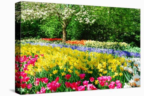 Colorful Springflowers and Blossom in Dutch Spring Garden 'Keukenhof' in Holland-dzain-Stretched Canvas