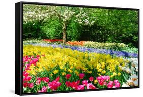 Colorful Springflowers and Blossom in Dutch Spring Garden 'Keukenhof' in Holland-dzain-Framed Stretched Canvas