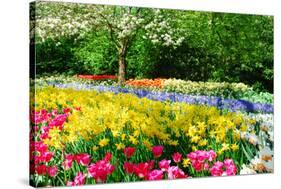 Colorful Springflowers and Blossom in Dutch Spring Garden 'Keukenhof' in Holland-dzain-Stretched Canvas