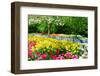 Colorful Springflowers and Blossom in Dutch Spring Garden 'Keukenhof' in Holland-dzain-Framed Premium Photographic Print