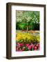 Colorful Springflowers and Blossom in Dutch Spring Garden 'Keukenhof' in Holland-dzain-Framed Photographic Print