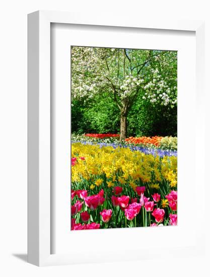 Colorful Springflowers and Blossom in Dutch Spring Garden 'Keukenhof' in Holland-dzain-Framed Photographic Print