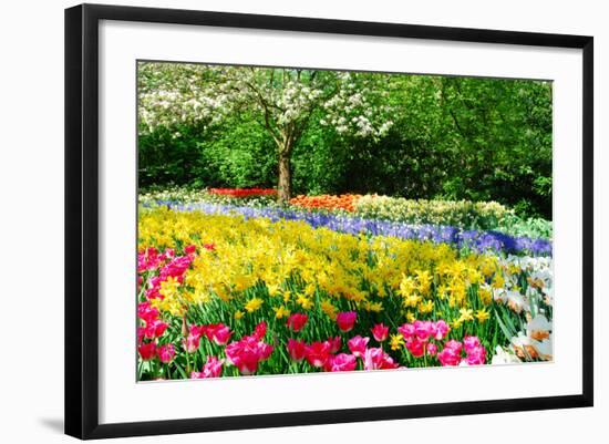 Colorful Springflowers and Blossom in Dutch Spring Garden 'Keukenhof' in Holland-dzain-Framed Photographic Print