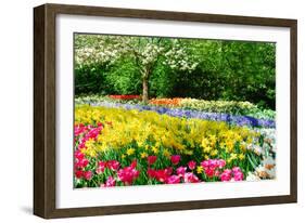 Colorful Springflowers and Blossom in Dutch Spring Garden 'Keukenhof' in Holland-dzain-Framed Photographic Print