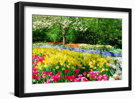 Colorful Springflowers and Blossom in Dutch Spring Garden 'Keukenhof' in Holland-dzain-Framed Photographic Print