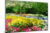 Colorful Springflowers and Blossom in Dutch Spring Garden 'Keukenhof' in Holland-dzain-Mounted Photographic Print