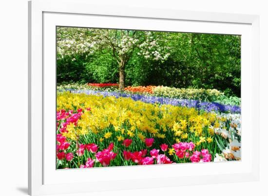 Colorful Springflowers and Blossom in Dutch Spring Garden 'Keukenhof' in Holland-dzain-Framed Photographic Print